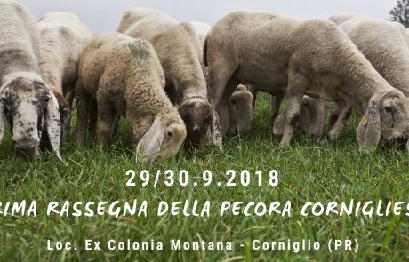 1° Rassegna Pecora Cornigliese 2018,organizzata dalla Cooperativa 100 Laghi di Corniglio - 4